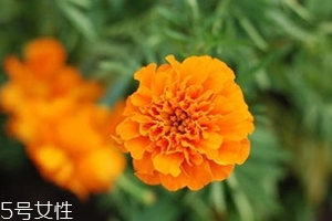 葉黃素多少錢一瓶？