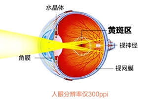 葉黃素和藍莓素哪個好？更推薦葉黃素