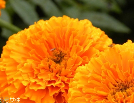 葉黃素和藍莓素哪個好？更推薦葉黃素