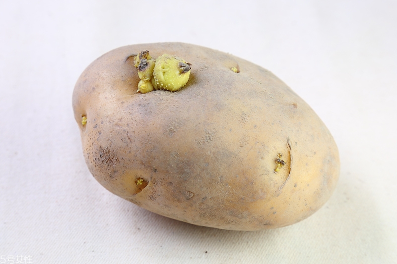 馬鈴薯發芽了還能吃嗎 什么菜發芽不能吃