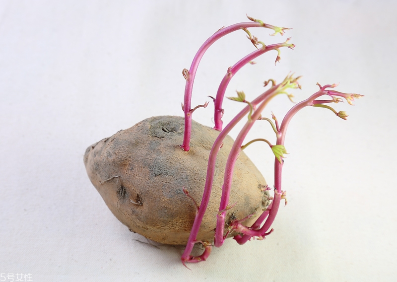 馬鈴薯發芽了還能吃嗎 什么菜發芽不能吃