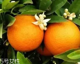 柑橘調香水好聞嗎？吃了這個大橘子
