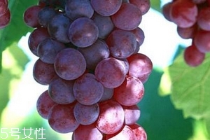 葡萄籽會推遲月經嗎？一般不會