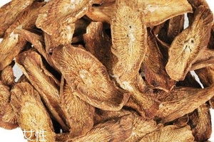 牛蒡茶是什么做的？牛蒡茶是樹根嗎？