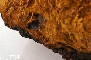 樺樹茸為什么中國禁止？樺樹茸國內能買到嗎？