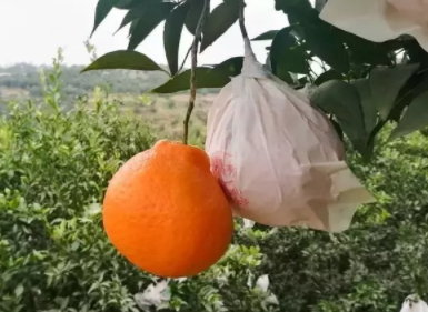耙耙柑和丑橘的區別 耙耙柑和丑八怪哪個好吃