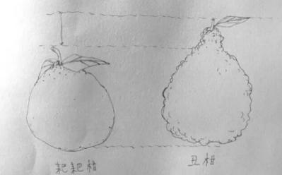 耙耙柑和不知火哪個好？耙耙柑和不知火區別