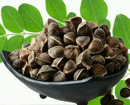 辣木籽能治口臭嗎？口臭吃辣木籽好嗎？