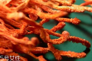 蟲草花發白可以吃嗎 蟲草花為什么發白