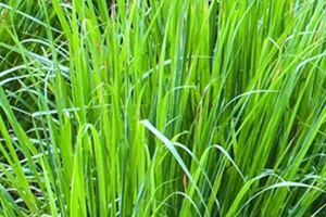 檸檬草精油怎么用？檸檬草精油使用禁忌