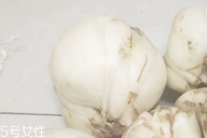 新鮮百合能種嗎？新鮮百合好種植嗎？