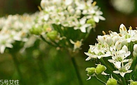 韭菜花的營養價值 韭菜花的功效作用