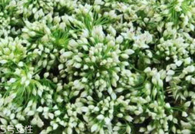 韭菜花和韭菜的區別 韭菜花是韭菜長出來的花嗎
