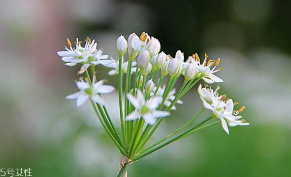 韭菜花和韭菜的區別 韭菜花是韭菜長出來的花嗎