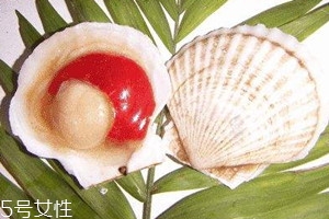 蝦夷扇貝和扇貝的區別 蝦夷扇貝紅色部分能吃嗎