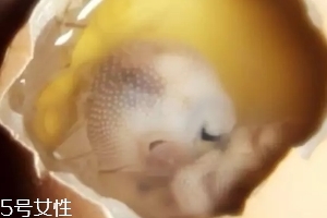 雞仔胎怎么煮？雞仔胎這樣做更美味