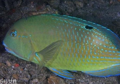 青衣魚多少錢一斤 青衣魚和蘇眉魚如何區分