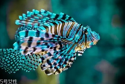 青衣魚多少錢一斤 青衣魚和蘇眉魚如何區分