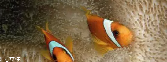 養魚不死的護膚品安全嗎 護膚品養魚實驗真相解析