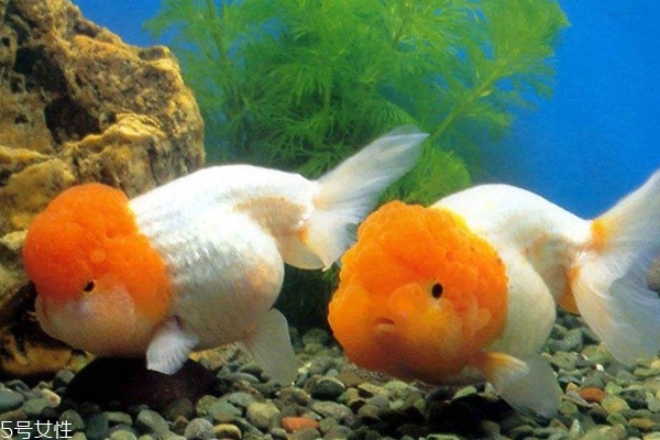 養魚不死的護膚品安全嗎 護膚品養魚實驗真相解析