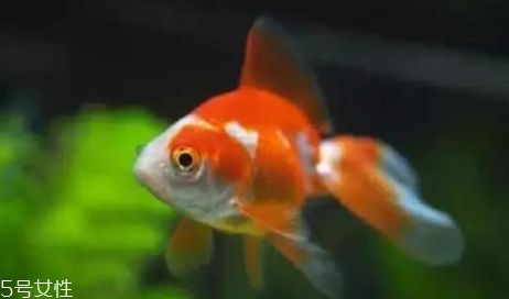 養魚不死的護膚品安全嗎 護膚品養魚實驗真相解析