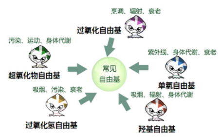 干性皮膚怎么抗衰老 干皮抗氧化牢記三個要點(diǎn)