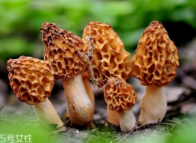 羊肚菌是發物嗎？羊肚菌屬于發物嗎？