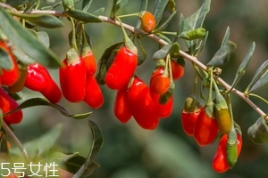 枸杞是發物嗎？枸杞屬于發物嗎？
