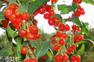 枸杞是大的好還是小的好？枸杞買大還是買??？