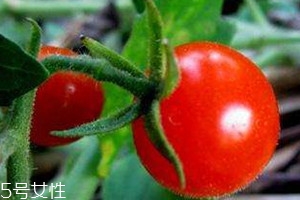 櫻桃蕃茄是轉基因嗎 櫻桃蕃茄為什么不能多吃