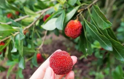東魁楊梅好吃嗎？東魁楊梅為什么這么火