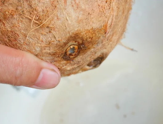 帶拉環的椰子怎么打開？拉環斷了椰子怎么打開