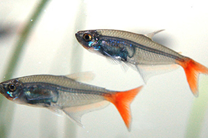 紅尾魚(yú)怎么做好吃？紅尾魚(yú)的做法大全