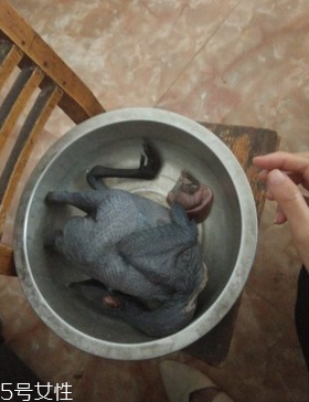 烏骨雞是烏雞嗎？烏骨雞是什么雞？