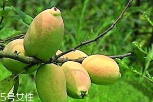 宣木瓜和番木瓜的區別 宣木瓜是什么木瓜