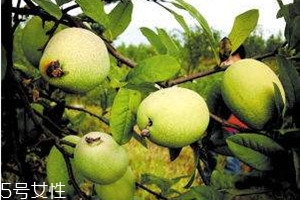 皺皮木瓜怎么吃 皺皮木瓜的營養價值