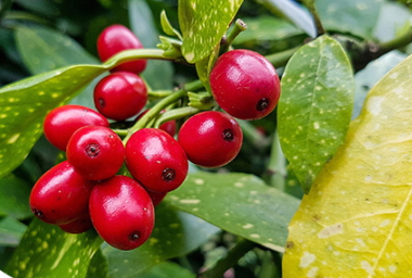 蔓越莓膠囊和維生素c能同時(shí)吃嗎？和維生素c同時(shí)吃會(huì)怎樣