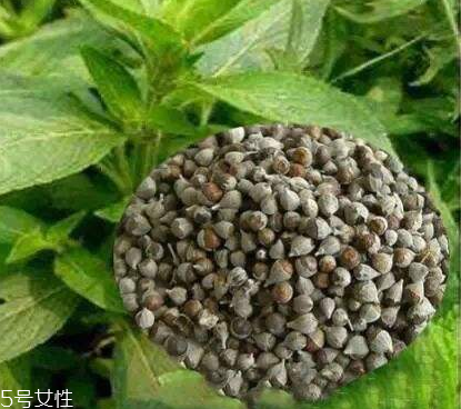 圣潔莓可以長期吃嗎？長期圣潔莓好嗎？