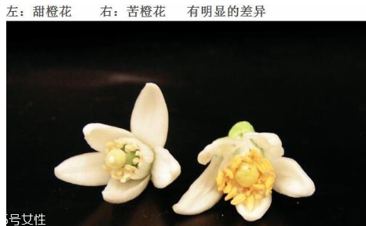 橙花水適合什么膚質 橙花水對皮膚的作用