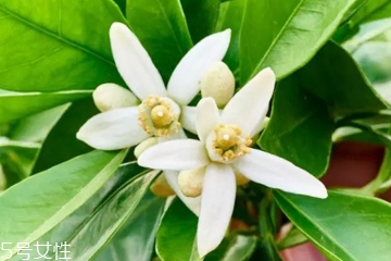 橙花水適合什么膚質 橙花水對皮膚的作用