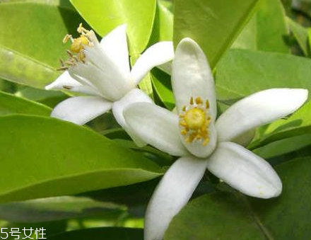 橙花水適合什么膚質 橙花水對皮膚的作用