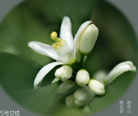 橙花水適合什么膚質 橙花水對皮膚的作用
