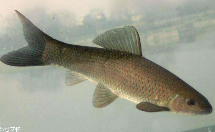 青魚是淡水魚還是海魚？青魚是淡水魚嗎？