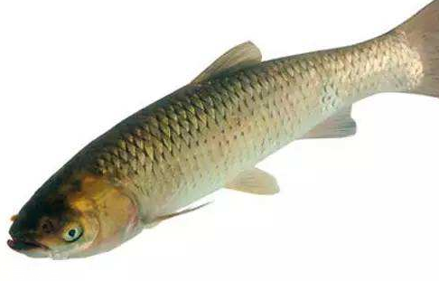 青魚是淡水魚還是海魚？青魚是淡水魚嗎？