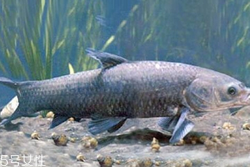 青魚是發物嗎？吃青魚會過敏嗎？