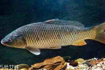青魚是發物嗎？吃青魚會過敏嗎？