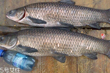 青魚是發物嗎？吃青魚會過敏嗎？
