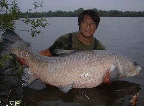 青魚能做魚干嗎？青魚怎么做成魚干？