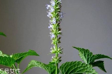 藿香是發物嗎？皮膚過敏的人能吃藿香嗎？