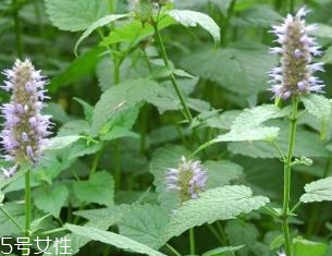 藿香是發物嗎？皮膚過敏的人能吃藿香嗎？